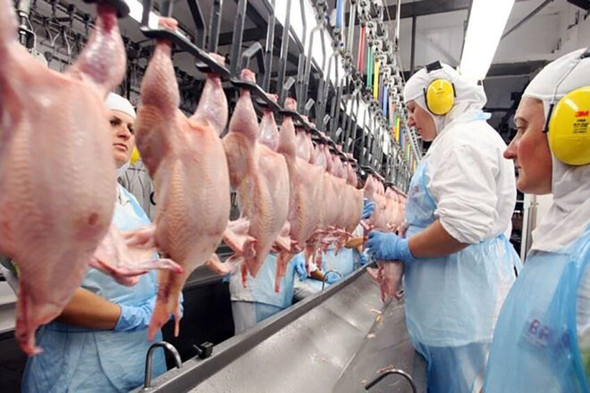 A poultry facility in Brazil. Photo: Daniel Azevedo