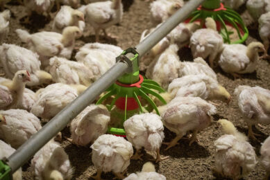 Key priorities for research in the programme include improving environmental and sustainability outcomes, enhancing chicken biosecurity, health and welfare, ensuring food safety, building a capable and sustainable workforce, and contributing to efficient and secure production systems. Photo: Anne van der Wood
