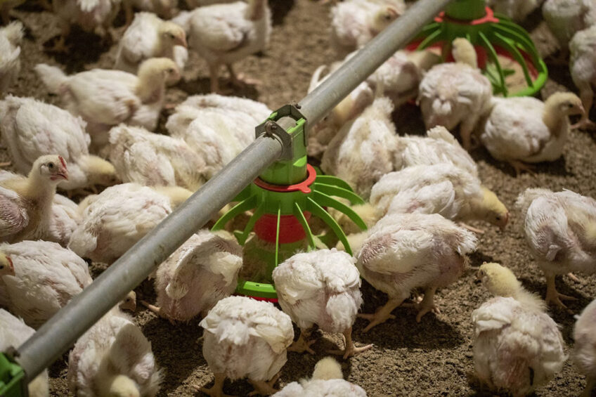 Key priorities for research in the programme include improving environmental and sustainability outcomes, enhancing chicken biosecurity, health and welfare, ensuring food safety, building a capable and sustainable workforce, and contributing to efficient and secure production systems. Photo: Anne van der Wood
