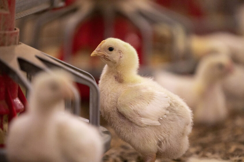 The broilers fed the nutrient-reduced diet with Allzyme Spectrum showed the same weight gain, feed intake and FCR as positive control birds provided with commercial level energy and nutrients.