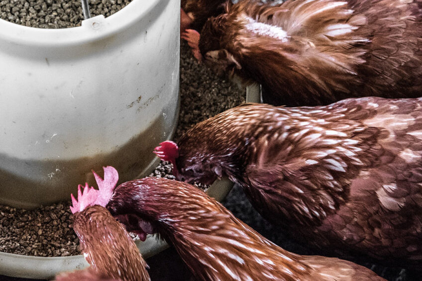 The CMA announced in December that the proposed deal could lead to farmers paying higher prices for poultry feed. Photo: Arisa Chattasa