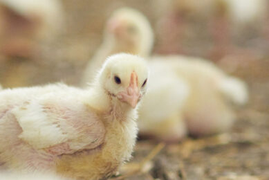Lizzie Wilson, NPA chief executive: “We support a policy which would allow the feeding of pig PAP to poultry and vice versa, provided it was properly regulated.” Photo: gpointstudio