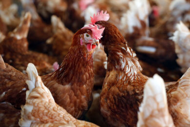 Ovostar Union manufactured 9% fewer eggs than in 2021. Photo: Bert Jansen