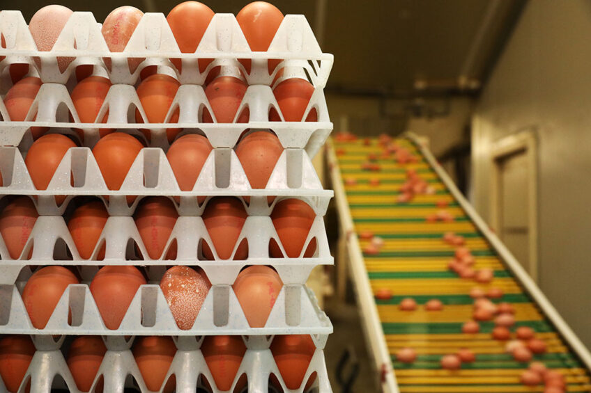 Producers and processors have been warning supermarkets of the impending shortages. Photo: Hank Riswick