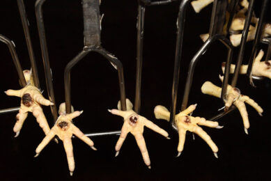 Foot pad lesions exhibit different levels of severity, ranging from slight to distinct discoloration of the foot pad, ulcers, cracks and signs of bleeding. Photo: Studio Kastermans