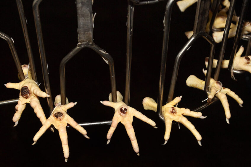 Foot pad lesions exhibit different levels of severity, ranging from slight to distinct discoloration of the foot pad, ulcers, cracks and signs of bleeding. Photo: Studio Kastermans