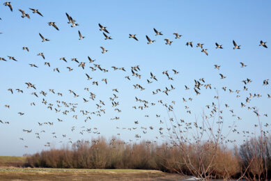 The wave in the second half-year was also triggered by migratory birds which, this time, used the Pacific and Rocky Mountain routes, as well as the Mississippi route. Photo: Herbert Wiggerman