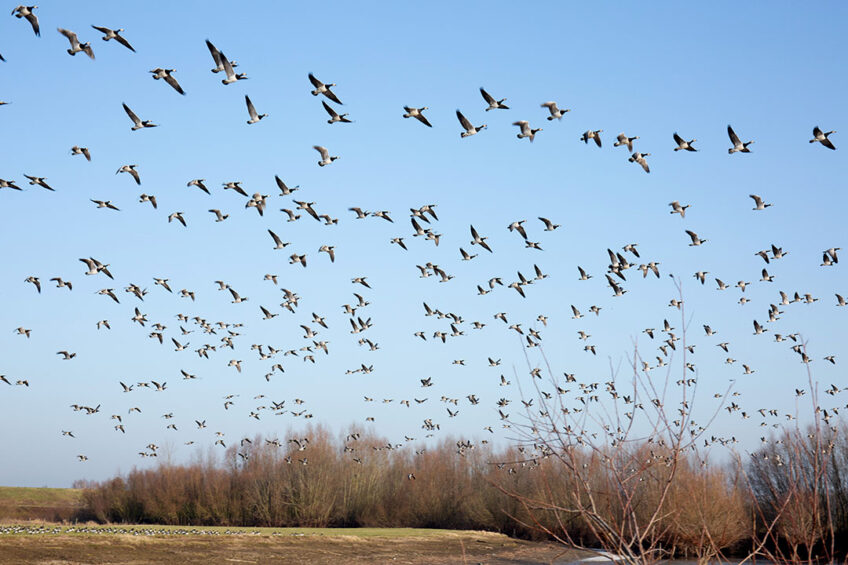 The wave in the second half-year was also triggered by migratory birds which, this time, used the Pacific and Rocky Mountain routes, as well as the Mississippi route. Photo: Herbert Wiggerman