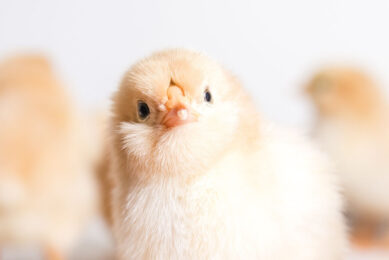 EFSA says its experts assessed the husbandry systems used in the EU for broilers and layers and identified hazards to which the birds are exposed and the associated consequences for their welfare. Photo: Wirestock