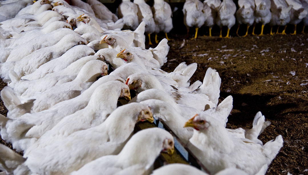All hens can have easy access to feeders and eat comfortably. Photo: Cobb-Vantress