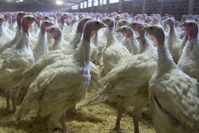 Seasonal producers are uncertain as to whether to reduce production or even stay in business. Photo: Marcel van Horn
