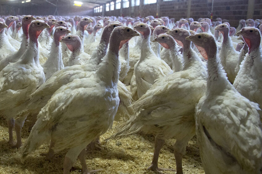 Seasonal producers are uncertain as to whether to reduce production or even stay in business. Photo: Marcel van Horn