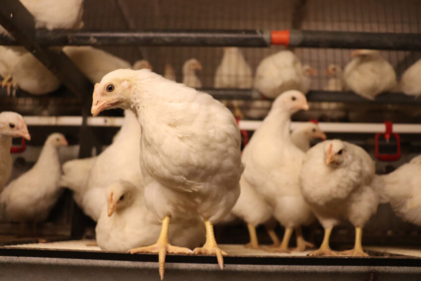 The farm switched from rearing layers to rearing layer parent stock 5 years ago. “A slightly higher compensation was a nice bonus,” says Jan. Photo: Dick van Doorn
