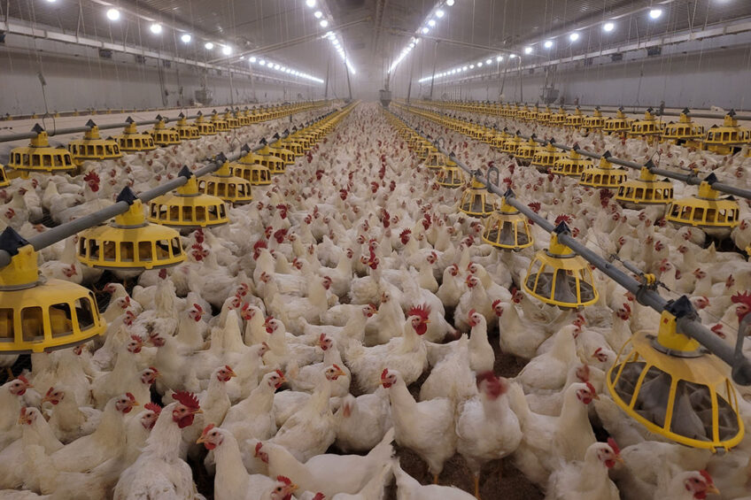 Modern farms rely heavily on automation. Getting it right made Sam Hwa Korea's top producer. Photo: Roxell