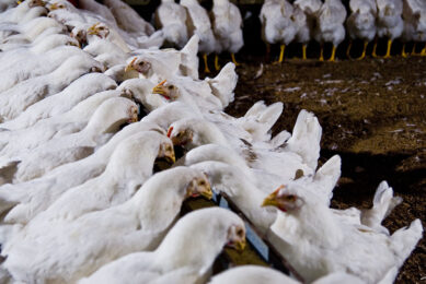 Providing the correct amount of feeder space so that all hens can access and eat comfortably is important for flock uniformity and, in turn, preventing weight-related mortality. Photo: Cobb-Vantress