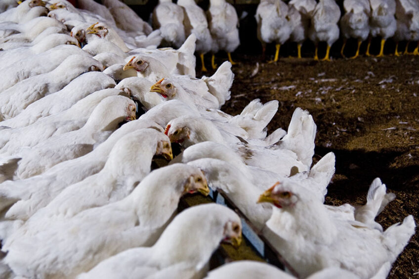 Providing the correct amount of feeder space so that all hens can access and eat comfortably is important for flock uniformity and, in turn, preventing weight-related mortality. Photo: Cobb-Vantress