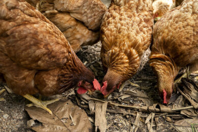 The total chicken population of Vietnam is predicted to rise to about 555 million this year. Photo: Freepik