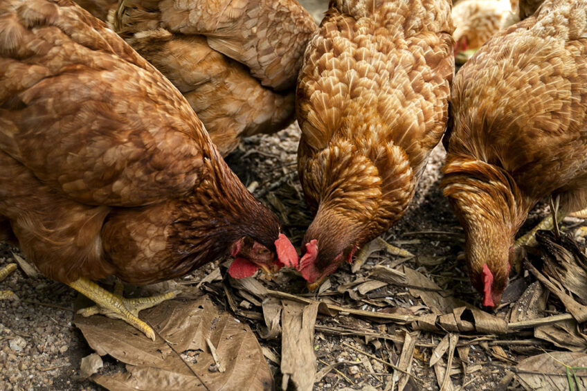 The total chicken population of Vietnam is predicted to rise to about 555 million this year. Photo: Freepik