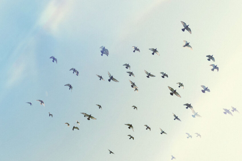 Pigeons appear to have an inherent ability to prevent viruses from entering cells or spreading. Photo: Freepik