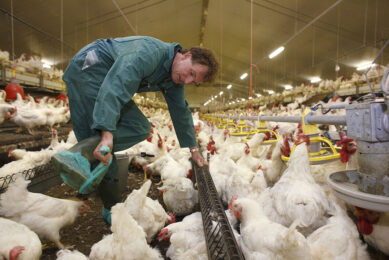Knowing your salmonella status by testing is the first step in reducing risks on farm and in the food chain. Photo: Hans Prinsen