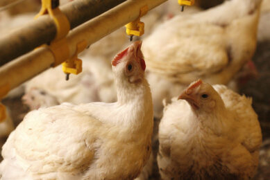 The RVC says that a major barrier to switching to slower-growing breeds is the lack of clear information on the holistic implications for UK Sustainable Agriculture, in which animal welfare plays only one important part. Photo: Hans Princes