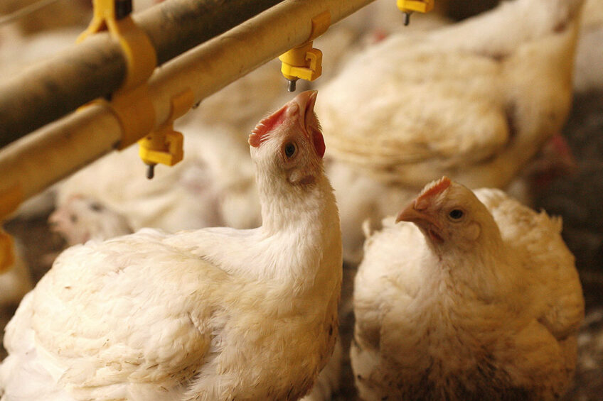 The RVC says that a major barrier to switching to slower-growing breeds is the lack of clear information on the holistic implications for UK Sustainable Agriculture, in which animal welfare plays only one important part. Photo: Hans Princes