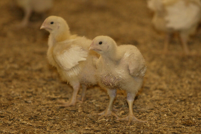 Faster-growing breeds can reach their average slaughter weight in 35 days, which the RSPCA says contributes to various health and welfare problems. Photo: Hank Riswick