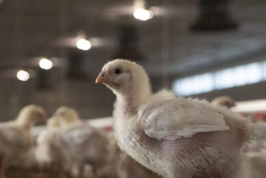 Minette Batters, NFU president, says that an urgent review into the ETII is needed to ensure that essential and vulnerable food-producing sectors, such as poultry production, do not "face a cliff edge when the Energy Bill Relief Scheme ends later this month". Photo: Gala Media