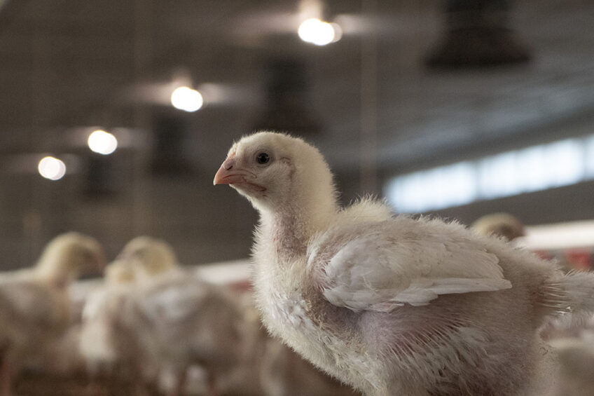 Minette Batters, NFU president, says that an urgent review into the ETII is needed to ensure that essential and vulnerable food-producing sectors, such as poultry production, do not "face a cliff edge when the Energy Bill Relief Scheme ends later this month". Photo: Gala Media