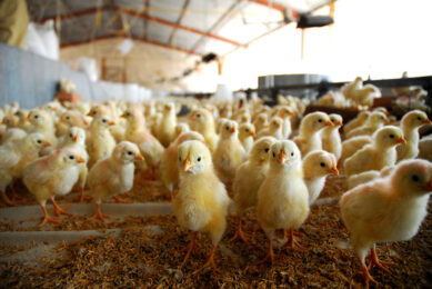 Dietary stress is triggered by poor-quality feed ingredients such as oxidised fat sources, mycotoxin-contaminated feedstuffs, and antigens in soy, the main plant-based protein source in broiler diets. Photo: Paco - stock.adobe.com