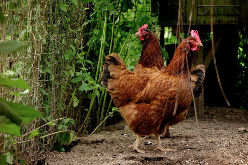 The new rules would require bird keepers to register their birds, their contact details, location of where the birds are kept and details of the birds. Photo: Sabrina Eickhoff