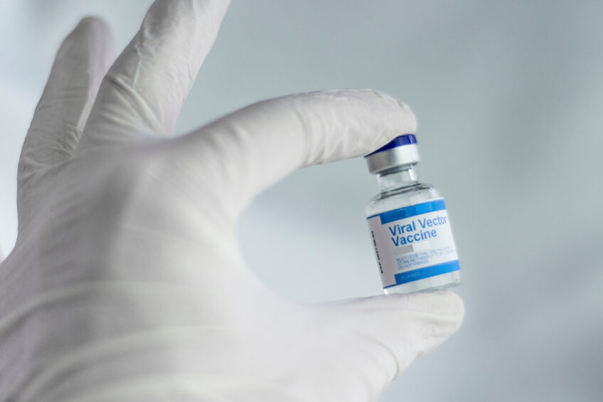 The USDA is testing 2 vaccines developed by its Agricultural Research Service, 1 each from Zoetis and another from Merck Animal Health. Photo: Spencer Davis