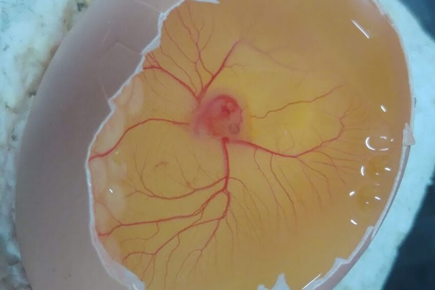 Chicken embryo after 72 hours of incubation. Photo: Monika Tumialis (Eksnazja) via Wikimedia Commons
