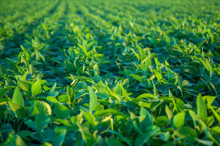 Rabobank believes that animal feed production in China will grow slightly every year.  However, imports of soya will decrease. Photo: Canva