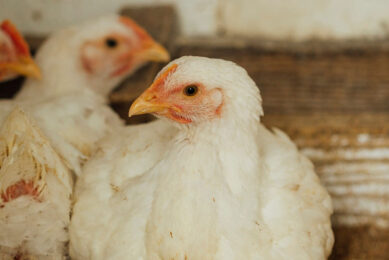 In 2022, more than half of the 3 million tonnes of poultry produced in Poland was exported. Photo: Freepik