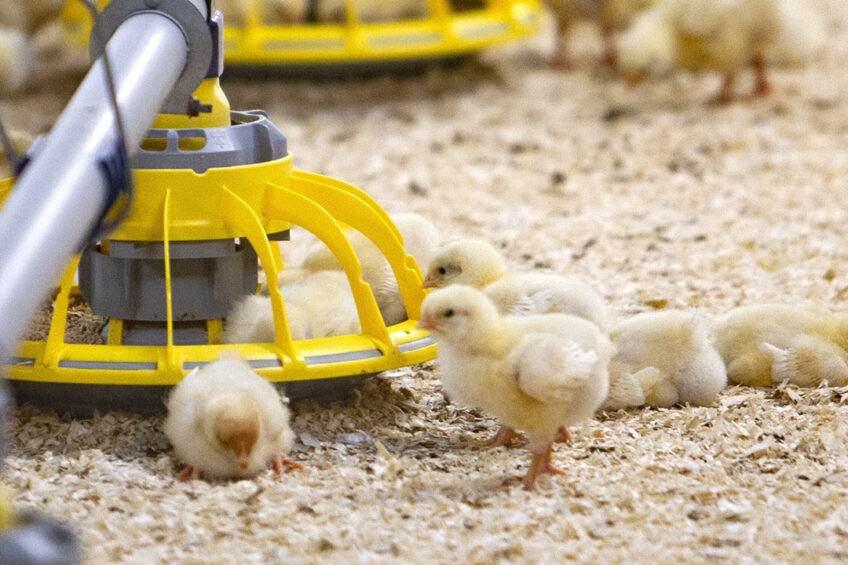 With the restriction or elimination of antibiotic use in food animals, researchers have been looking into the use of bacteriophages to manage food-borne infections. Photo: Ronald Hisink