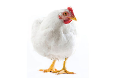 Photo: Shutterstock