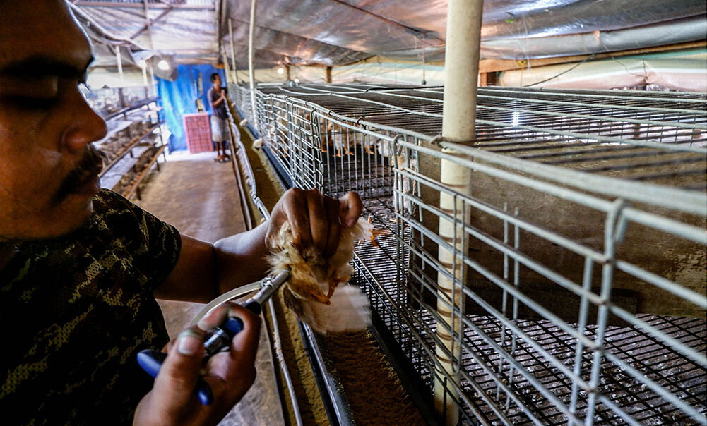 Some countries have been vaccinating their flocks against bird flu with varying degrees of success. Photo: ANP