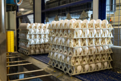 Egg producers in California, or those wanting to sell eggs into the state, must comply with Prop 12, which, since January 2022, states that for laying hens, no cages are permitted. Photo: Cor Salverius Photography
