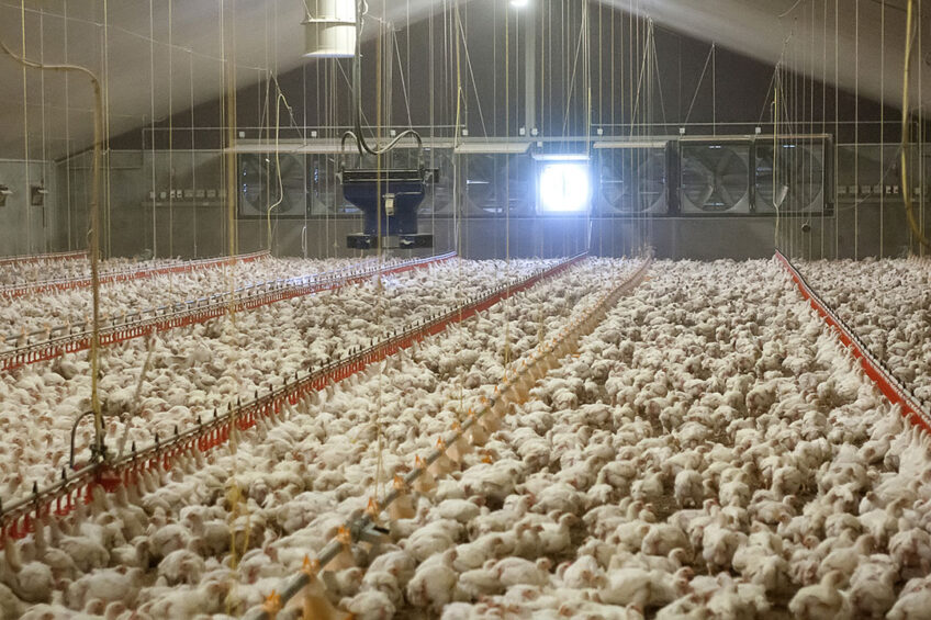 To reduce heat stress the first step is to increase ventilation, but ventilation alone will not be enough to prevent the harmful effect of high temperatures on the metabolic system.