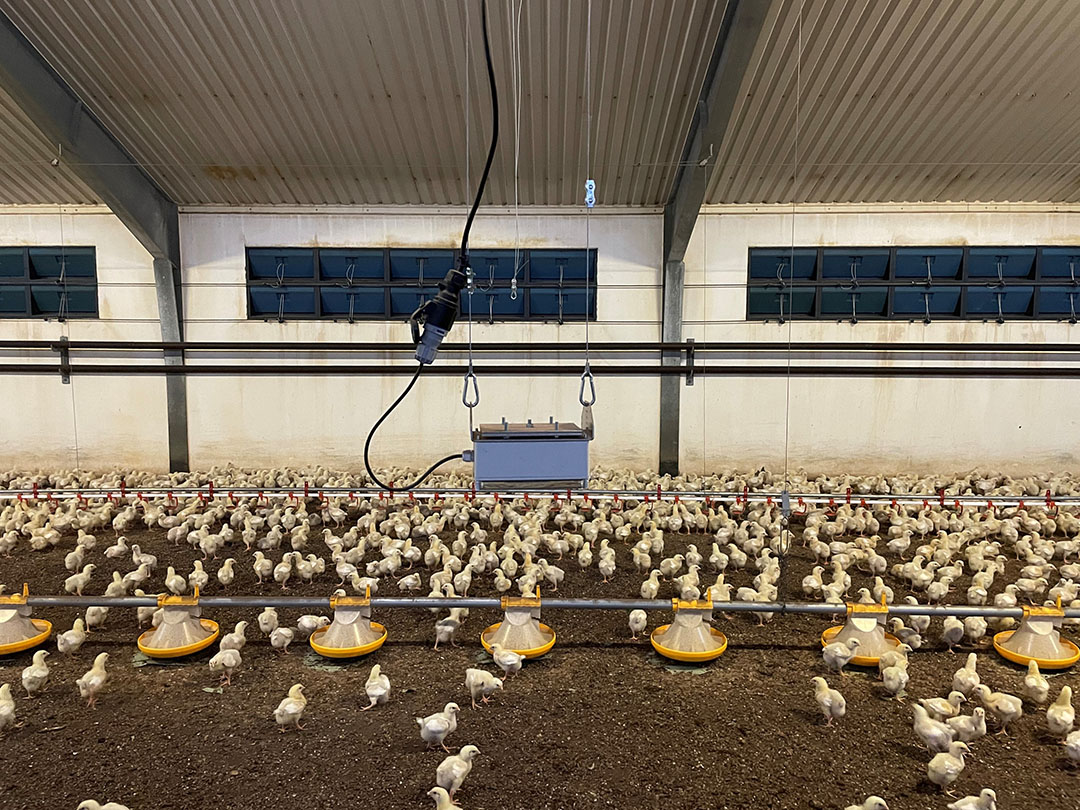 Technology can determine the weight of each bird. Photo: Animoni