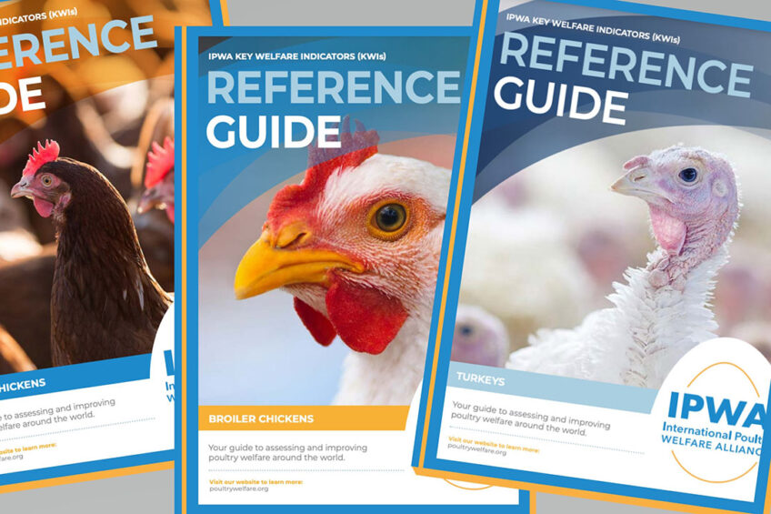 The IPWA has released Key Welfare Indicator Guides to inform standards and create a clear path for continuous improvement. Photo: IPWA