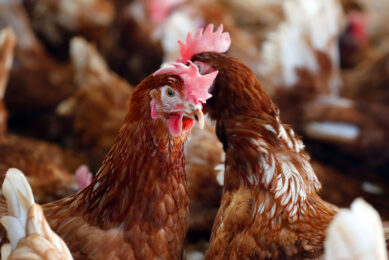 The farm will retrofit a cage facility and will act as a model for those farmers looking to transition from cage to cage-free. Photo: Bert Janssen