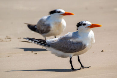 Two Cabot's tern seabirds in Brazil have been discovered to have been infected with highly pathogenic avian influenza. Photo: Joshua J. Cotten