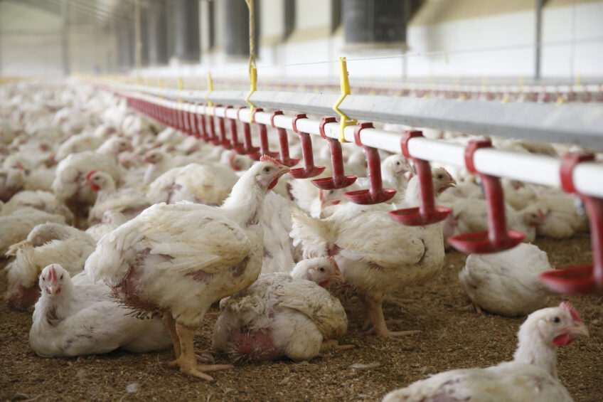 Efficient birds needs less land and water