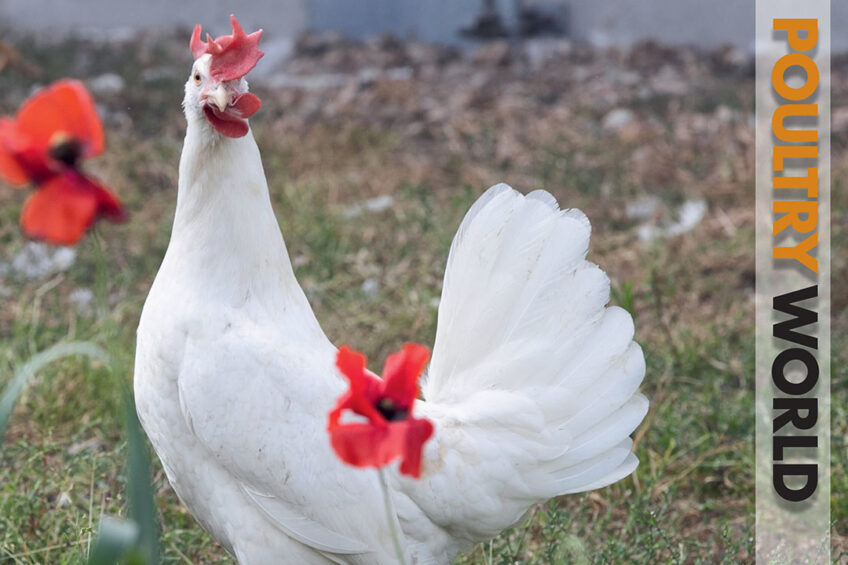 Sustainability in the latest edition of Poultry World