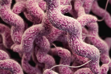 Campylobacter jejuni is a leading cause of bacterial-derived gastroenteritis in the US. Photo: CDC
