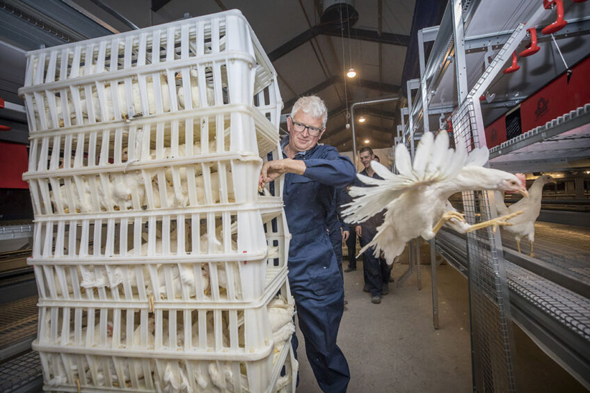 Given the pressure of high egg demand and the limited availability of birds and high feed costs, it is most important to maintain the profitability of an egg production business. Photo: Koos Groenewold