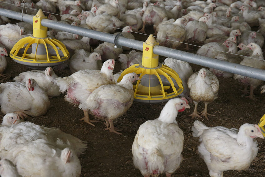Access to feed and water for young chicks is important to support intestinal growth and development.