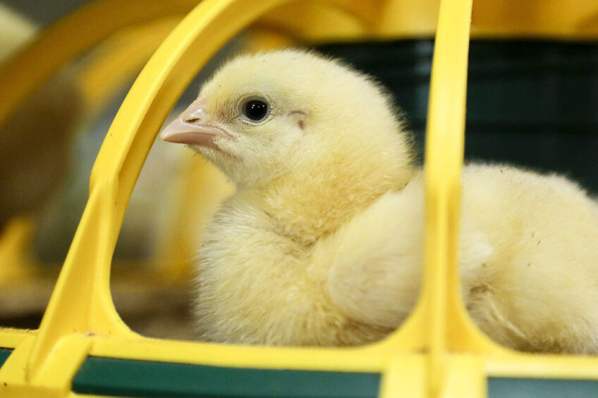 The Co-op announced that all fresh Co-op chicken would be reared with a reduced maximum stocking density of 30kg/sqm. Photo: Jan Willem van Vliet